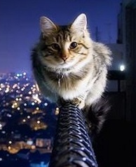 Кот