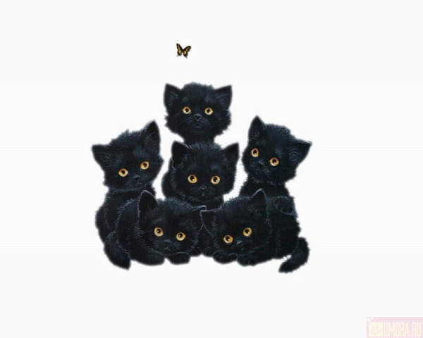 Шесть котят
