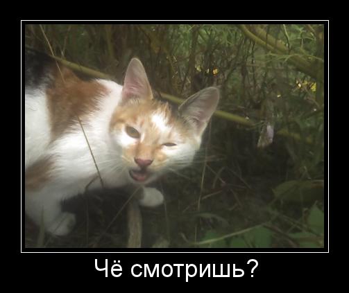 Злой котэ.