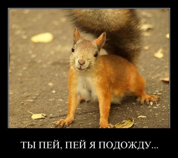 Белка
