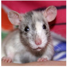 mice1