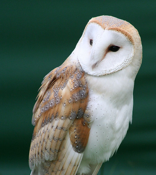 535px Tyto alba close up