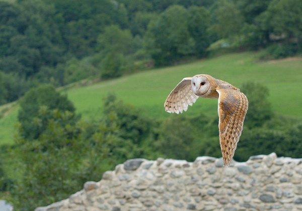 800px Tyto alba 1 Luc Viatour