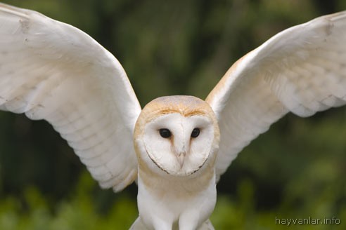 1217263500tyto alba