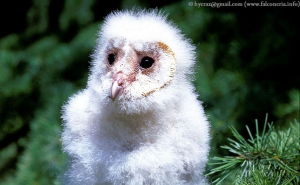 barbagianni tyto alba owl 022 1280