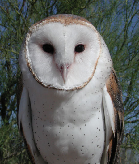 barnowl03 450