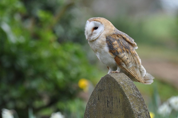 BARN OWL Tyto alba