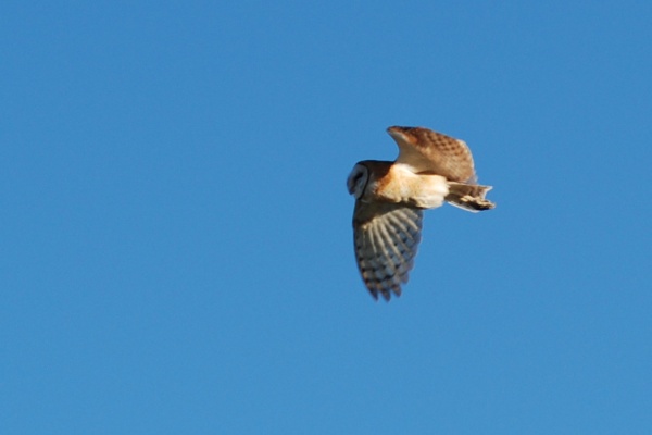 barn owl tyto alba