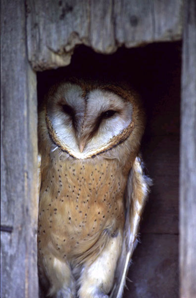 Tyto alba