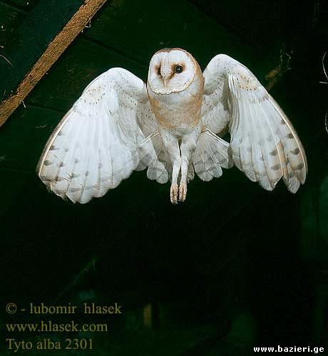 tyto alba 2301
