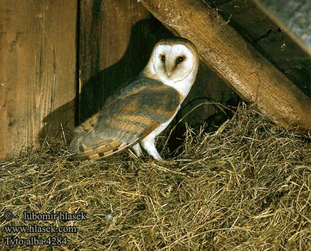 tyto alba 4284