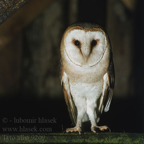 tyto alba 9209