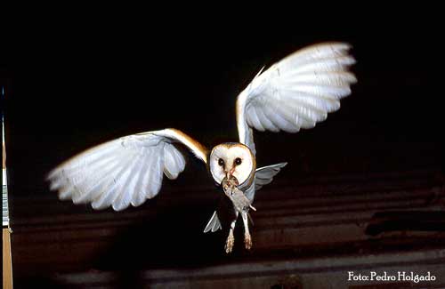 Tyto alba
