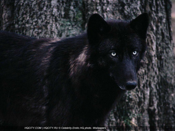 88895 wolfs85