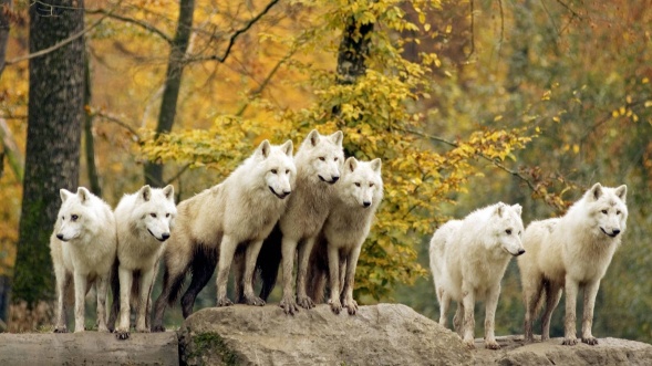 302487 volki  les  staya 1920x1080 (www GdeFon ru)