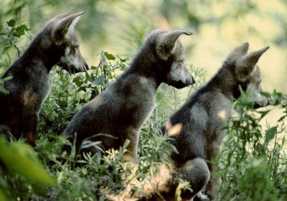 1237122882 wolf 18
