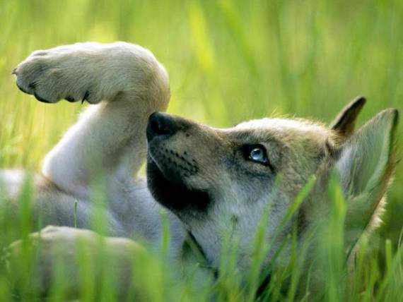 the wolfs beauty15