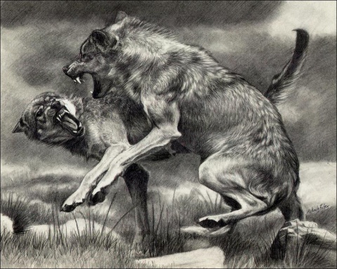 wolf fight by nikkiburr