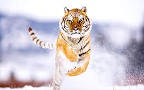 images (89)
