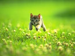 images (87)