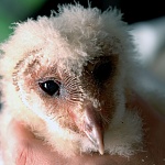 599px Young barn owl (Tyto alba pratincola)