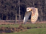 800px Flying owl