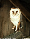 barn owl 2623
